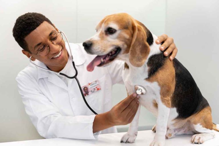 Relief Veterinarian Jobs in the US for Foreigners